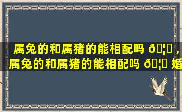 属兔的和属猪的能相配吗 🦉 ,属兔的和属猪的能相配吗 🦁 婚姻如何